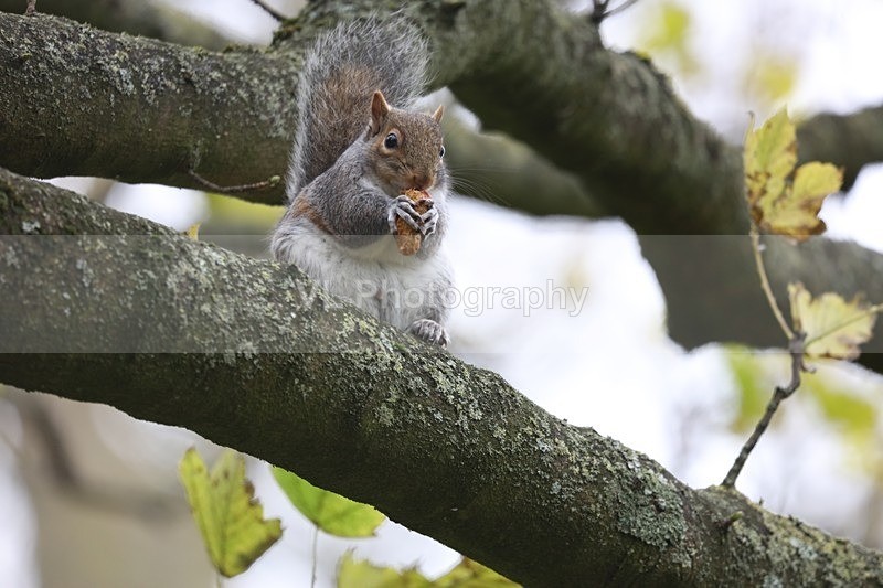 Squirrel - Animals and Birds