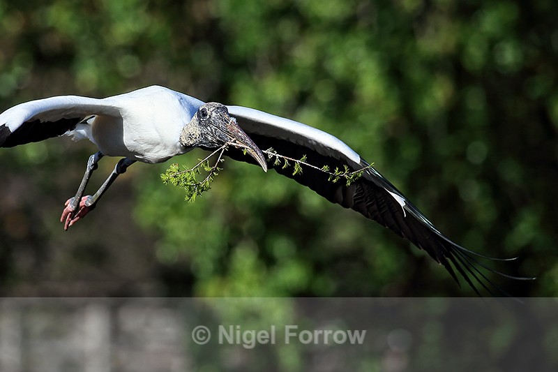Flying Wood Stork carrying nest material, Wakodahatchee Wetlands - Wood Stork