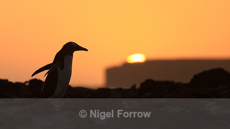 Gentoo Penguin and setting sun, Sea Lion Island, Falklands - Gentoo Penguin