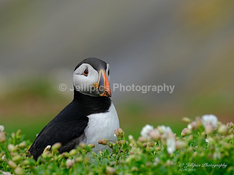  - Wildlife and Nature