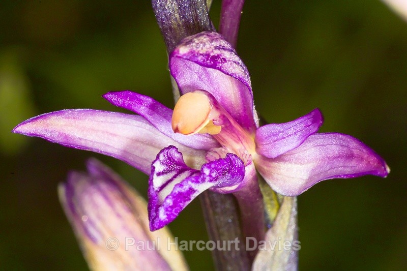  - Orchids - Various