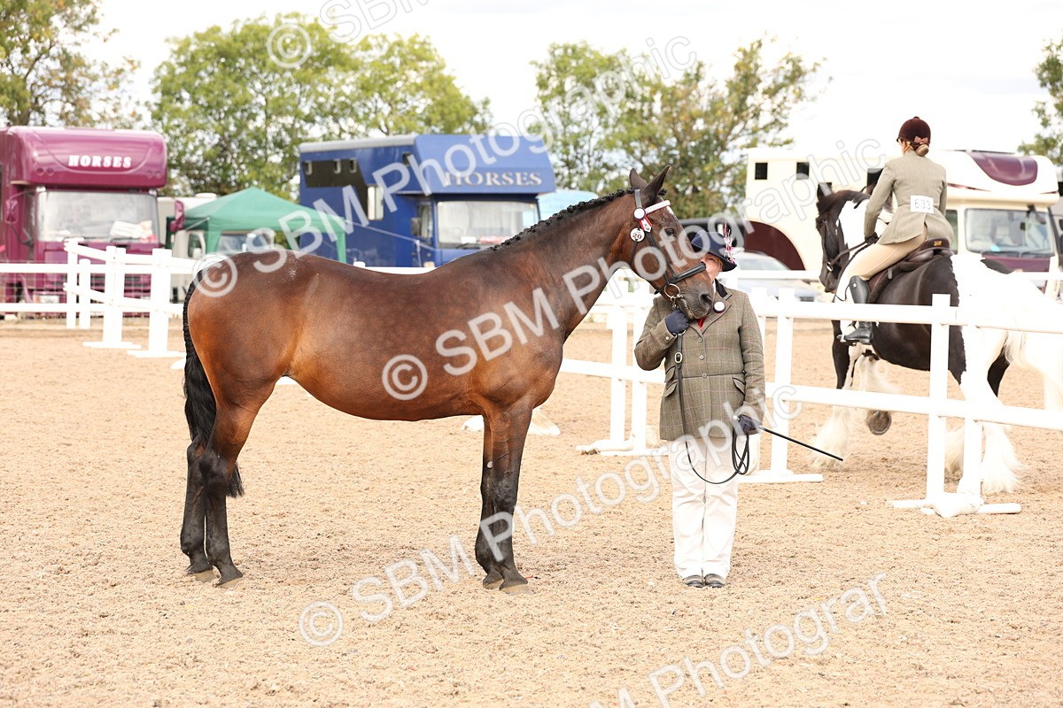 SBM_14639 - Class 208 - IH Veteran Horse