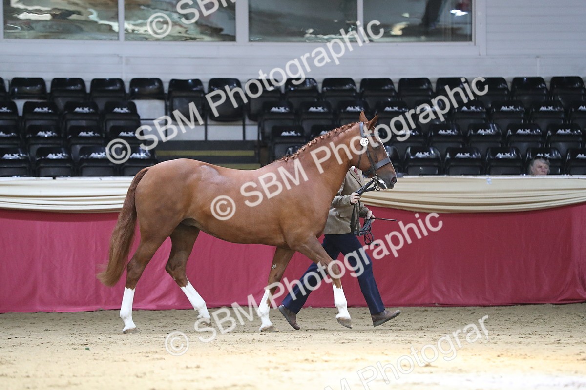 SBM_04342 - Class 7R Regional - IH Diamond