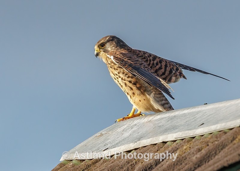 Kestrel - Latest Images