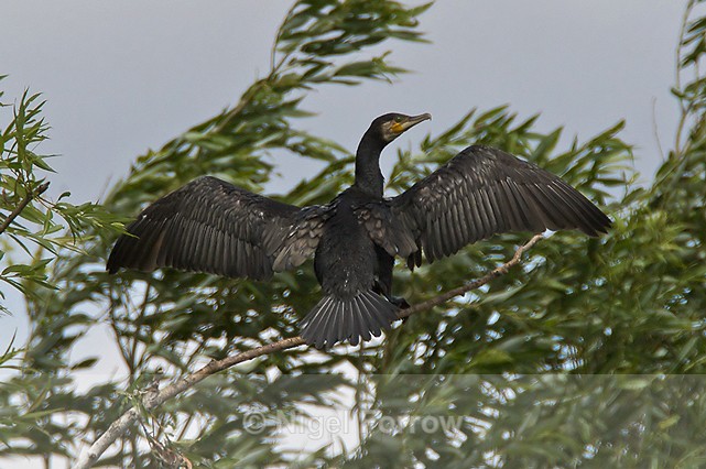 Cormorant with extended wings perched in a tree at Otmoor - Cormorant