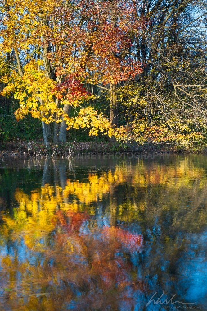 DSC_7222 - Autumn