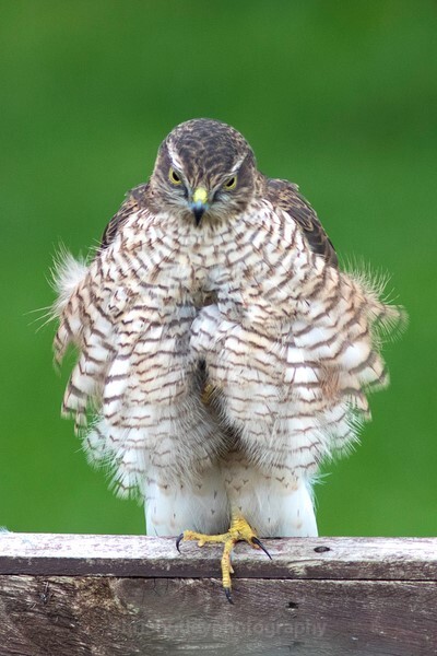  - Birds of Britain and Europe