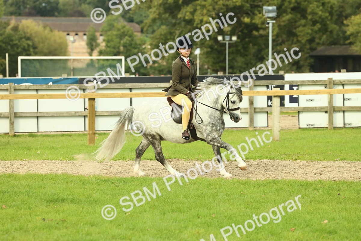 SBM_69860 - S59 - Mountain & Moorland Ridden Small Breeds