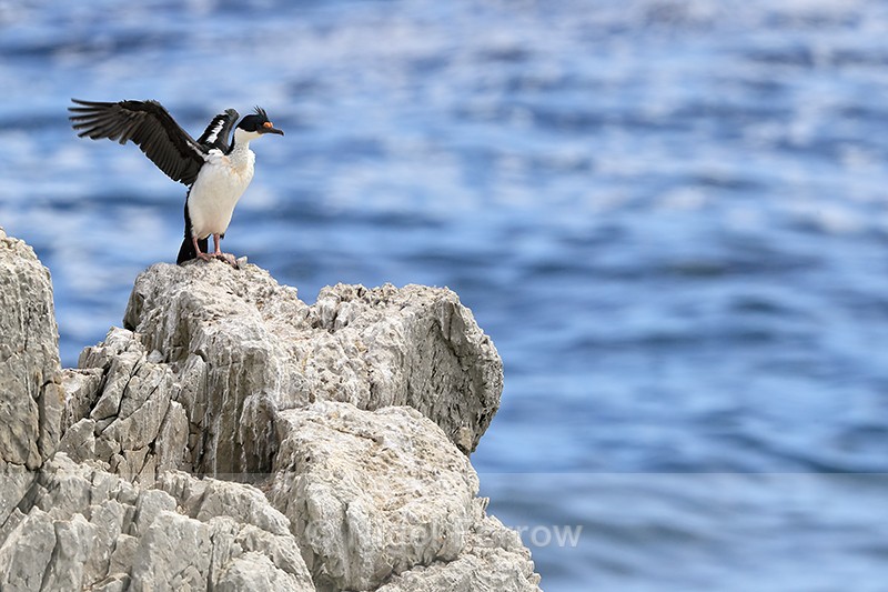 Imperial Shag flapping wings, Cape Bougainville, Falklands - Imperial Shag