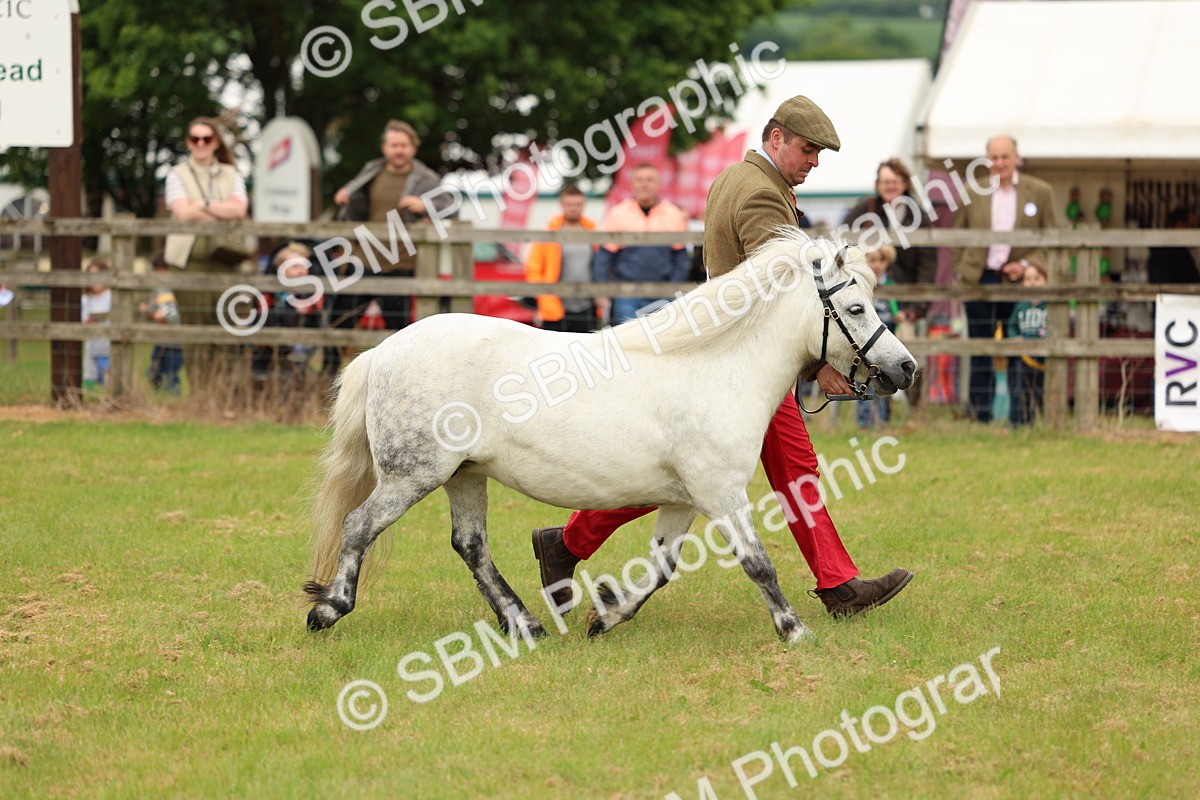 SBM_03538 - Class 58-67 - M&M Non Welsh Pony In hand