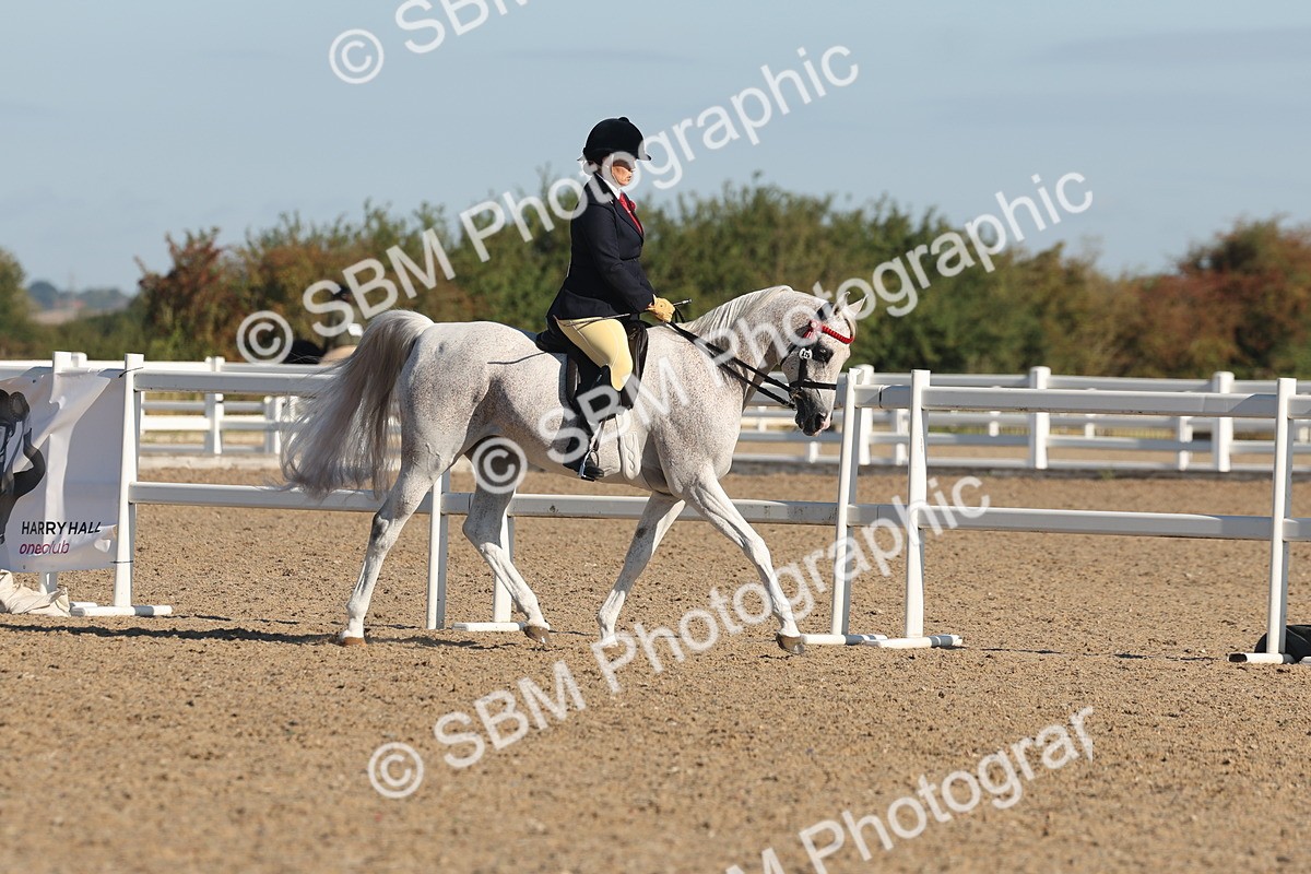 SBM_12209 - Class 303 - Ridden Pure Bred Horse Pony