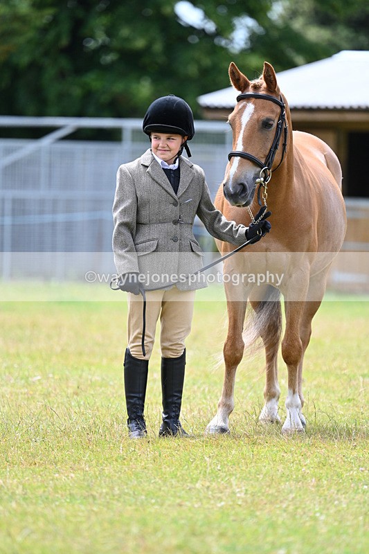 WJ7_6668 - Class 5 Handsome Gelding in hand