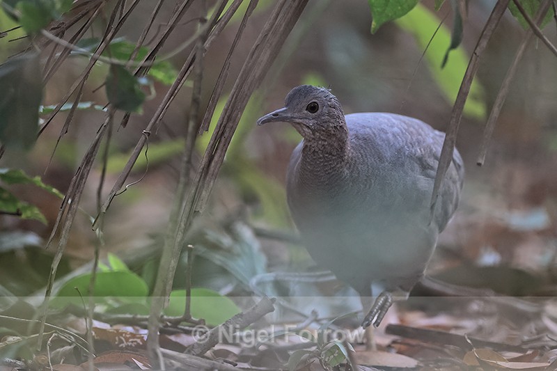 Undulated Tinamou, front view, Pantanal, Brazil - Undulated Tinamou