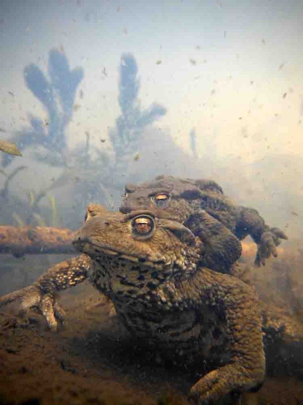 Common toads spawning underwater in a Bristol pond. - Underwater Photography Bristol, Somerset and South West