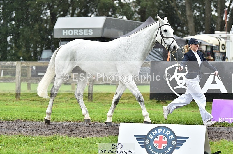 231018-125134-00578 - 072-CARROW.IROKO-Alice.England-TrotUp