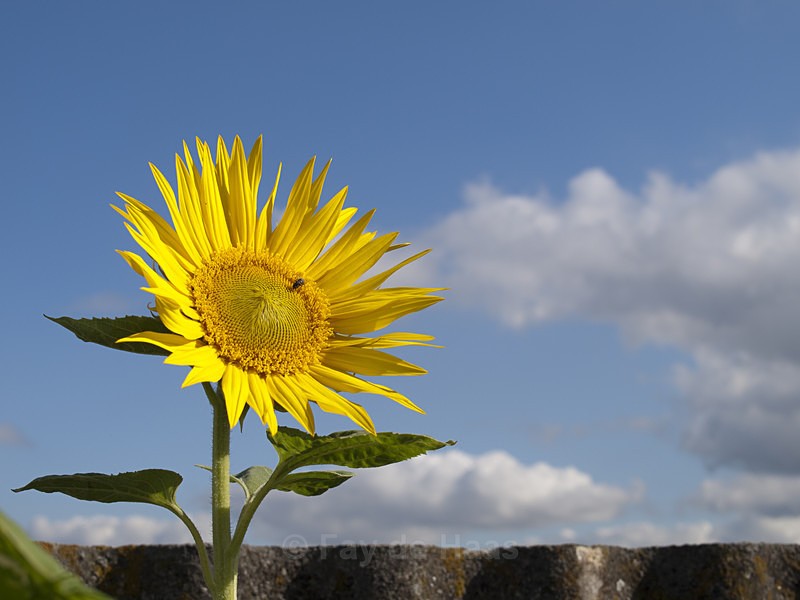  - The Glow of Summer