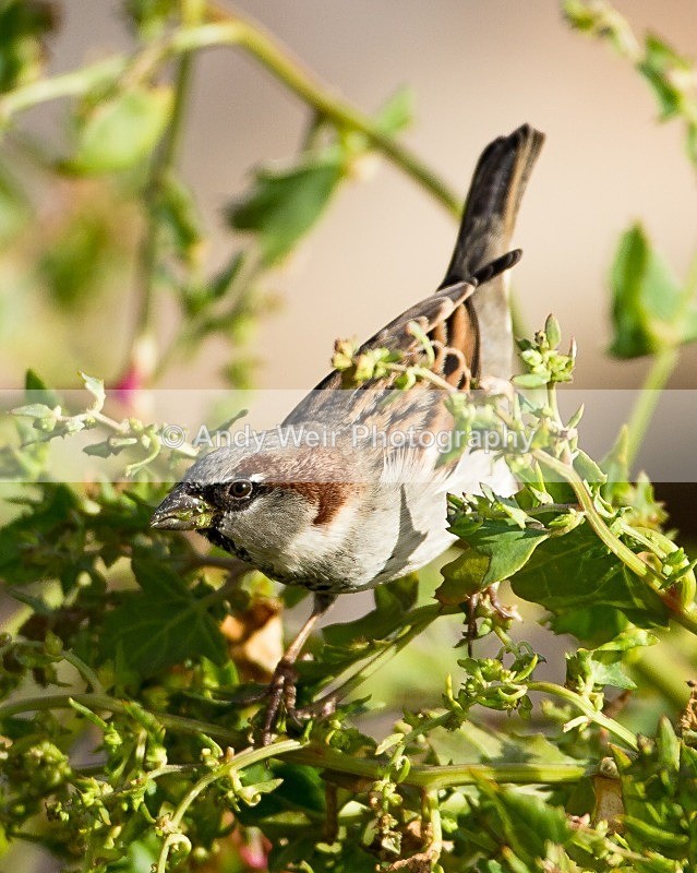 20110926-_MG_6974 - House Sparrow