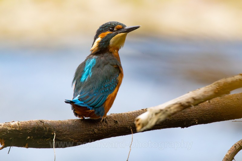 Kingfisher - macro and nature.