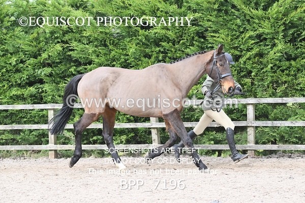 BPP_7196 - RING 1  (RIDDEN HORSES / IN HAND / VETERAN ETC)