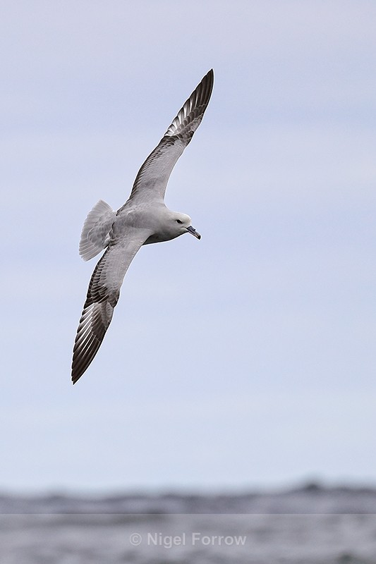 Southern Fulmar banking at sea, South Africa - Southern Fulmar