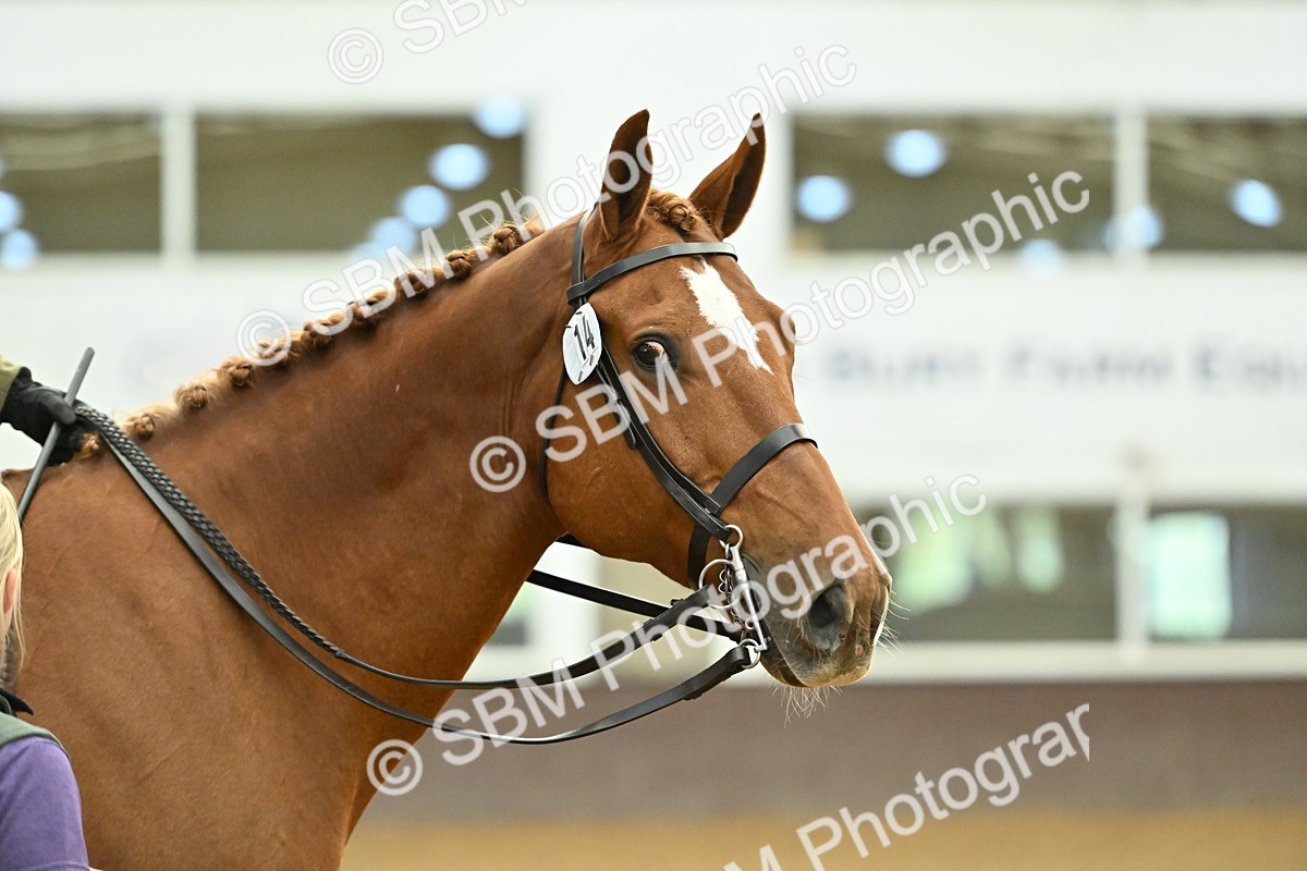 SBM_002065 - Class 23 - BSHA Ridden Show Hunter