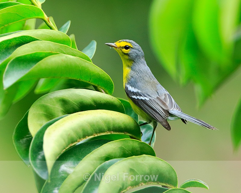 St. Lucia Warbler, Fond Doux Plantation - St. Lucia Warbler