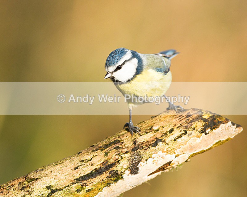 20130105-_MG_1949 - Blue Tit