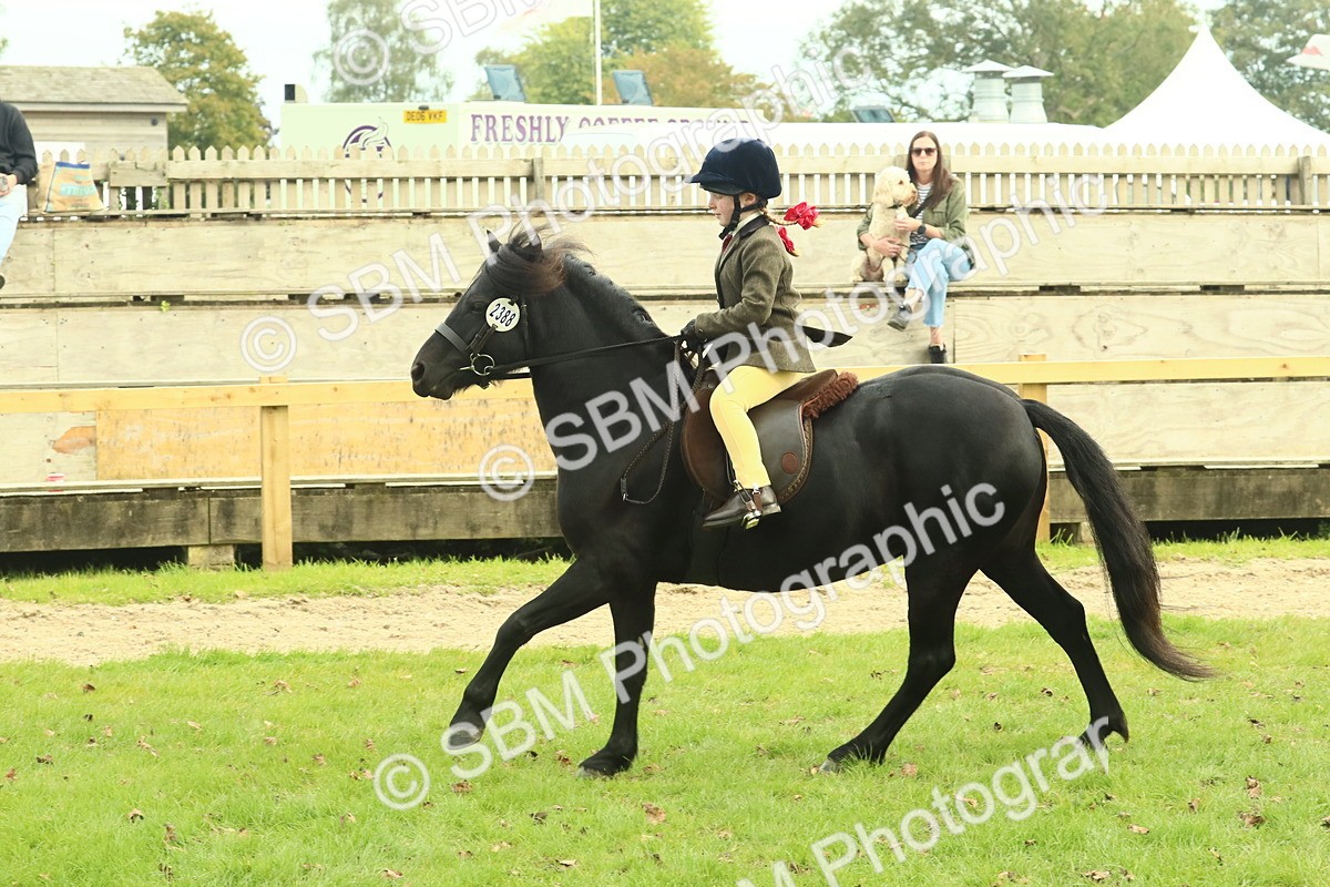 SBM_69971 - S59 - Mountain & Moorland Ridden Small Breeds