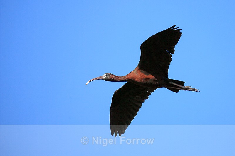 Flying Glossy Ibis, Wakodahatchee Wetlands, Florida - Glossy Ibis