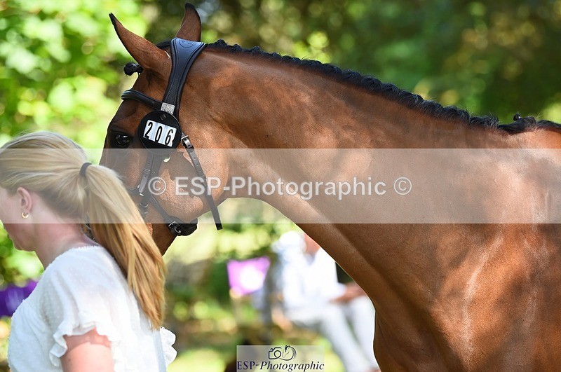 230524-155842-00595 - 206-MEXICAN_WAVE-Daisy_Bathe-WEDTrotUp+DR