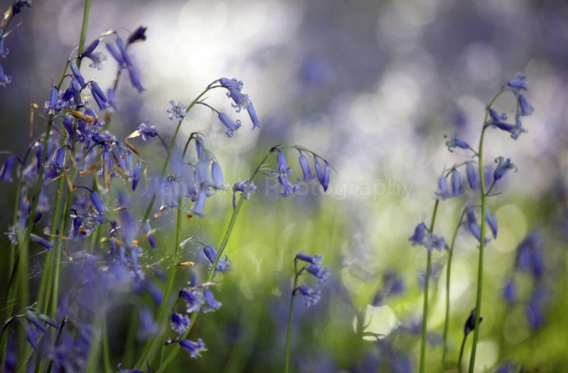  - Woodland scenes & flowers