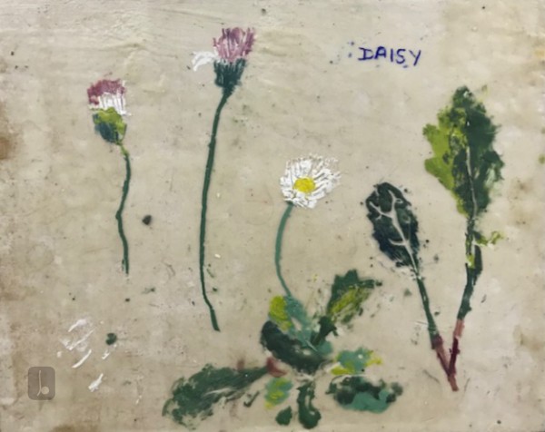 Daisy - Summer Light