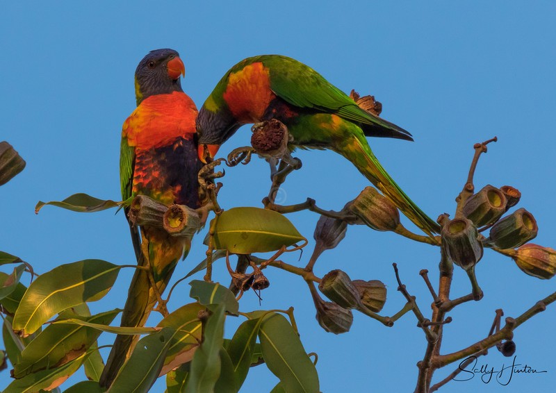 Lorikeet Love 4