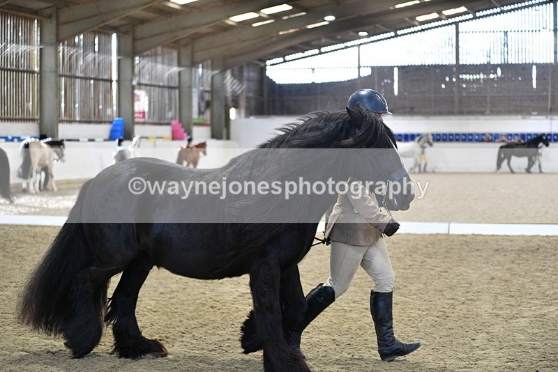 WJ5_4267 - Class 6 In hand M&M - Large Breeds