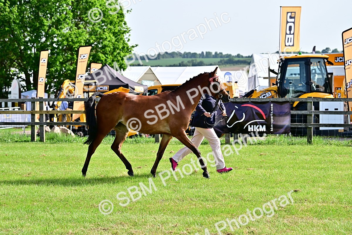 SBM_00981 - Class 46-49 - Arab and Part Bed-Anglo Arab In Hand