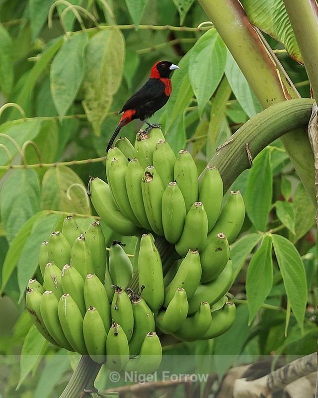 Crimson-collared Tanager, Panama - Crimson-collared Tanager