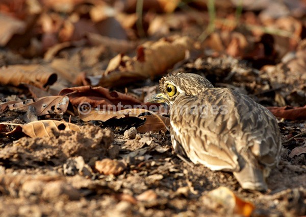 Stone Curlew - India