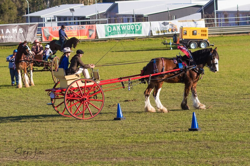 Harness Driving Challenge 18. 0A3A9720 - 2025 Senic Rim Clydesdale Spectacular