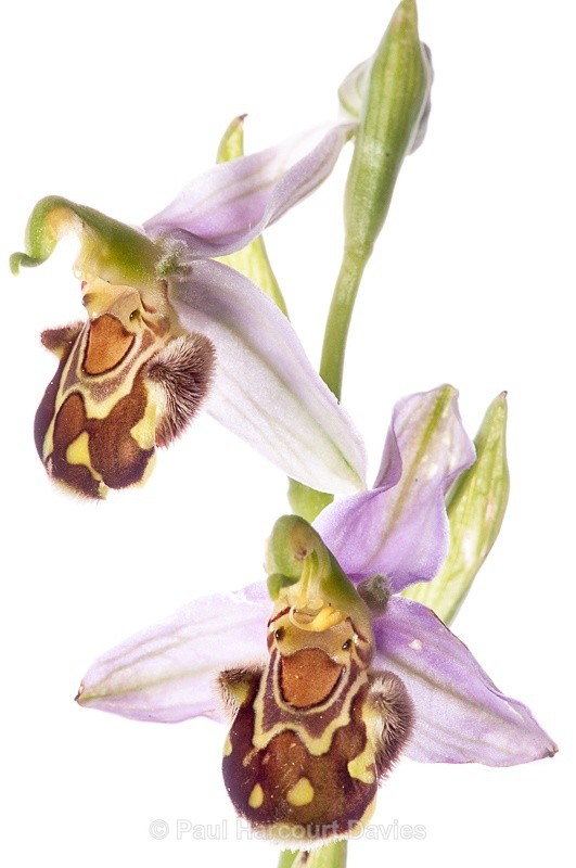  - WB: Orchids - Ophrys