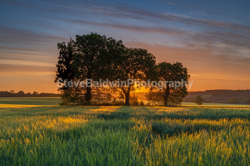 Three Trees:47E - Earth: Close to Home