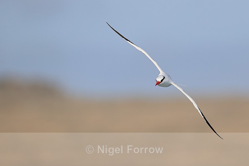 Red-billed Tropicbird head-on in flight, Espanola, Galapagos - Red-billed Tropicbird