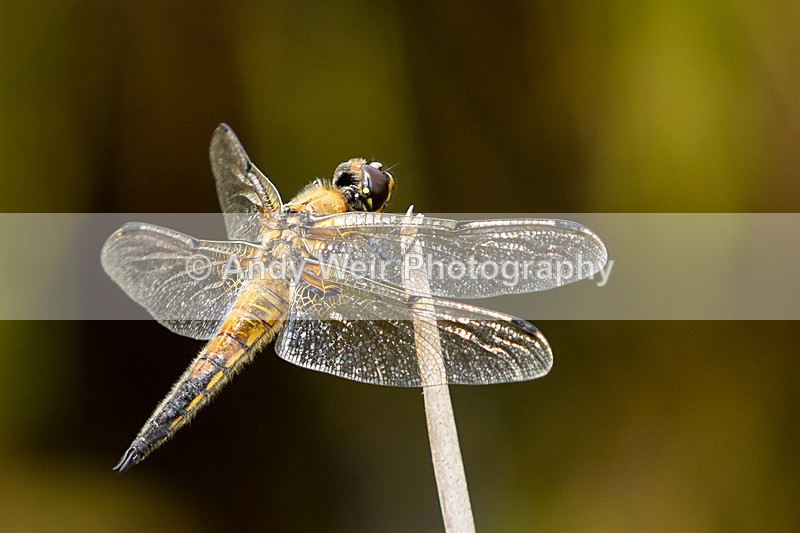 20150705-8E0A9925 - Insects