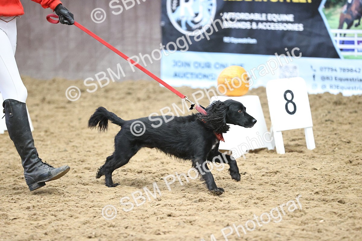 SBM_001461 - Class 3 - Horse & Hound 60cm