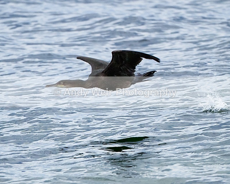 20110927-_MG_7064 - Cormorants & Shags