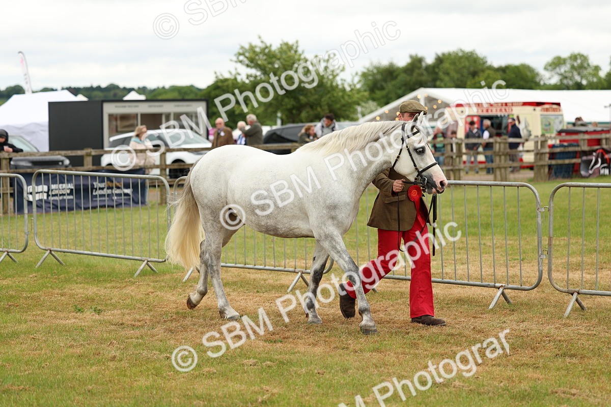 SBM_04265 - Class 64-67 - Shetland Pony In Hand