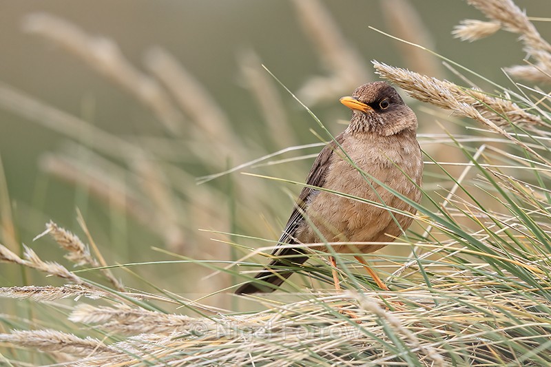 Falkland Thrush in long grass, Carcass Island, Falklands - Falkland (Austral) Thrush
