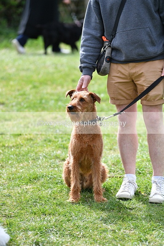 WJ5_9846 - Class 3 Most Handsome Dog
