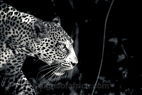 Leopard, Samburu, Kenya