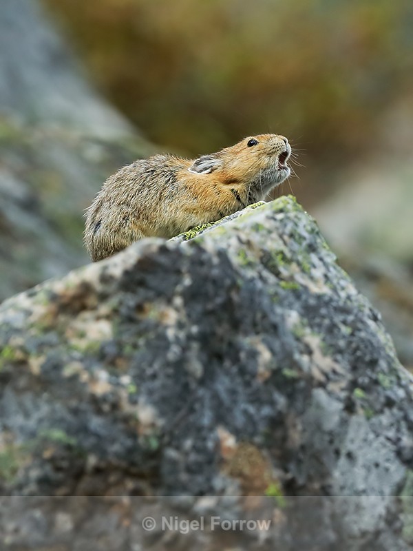 American Pika squeaks an alarm call, Moraine Lake, Canada - Pika