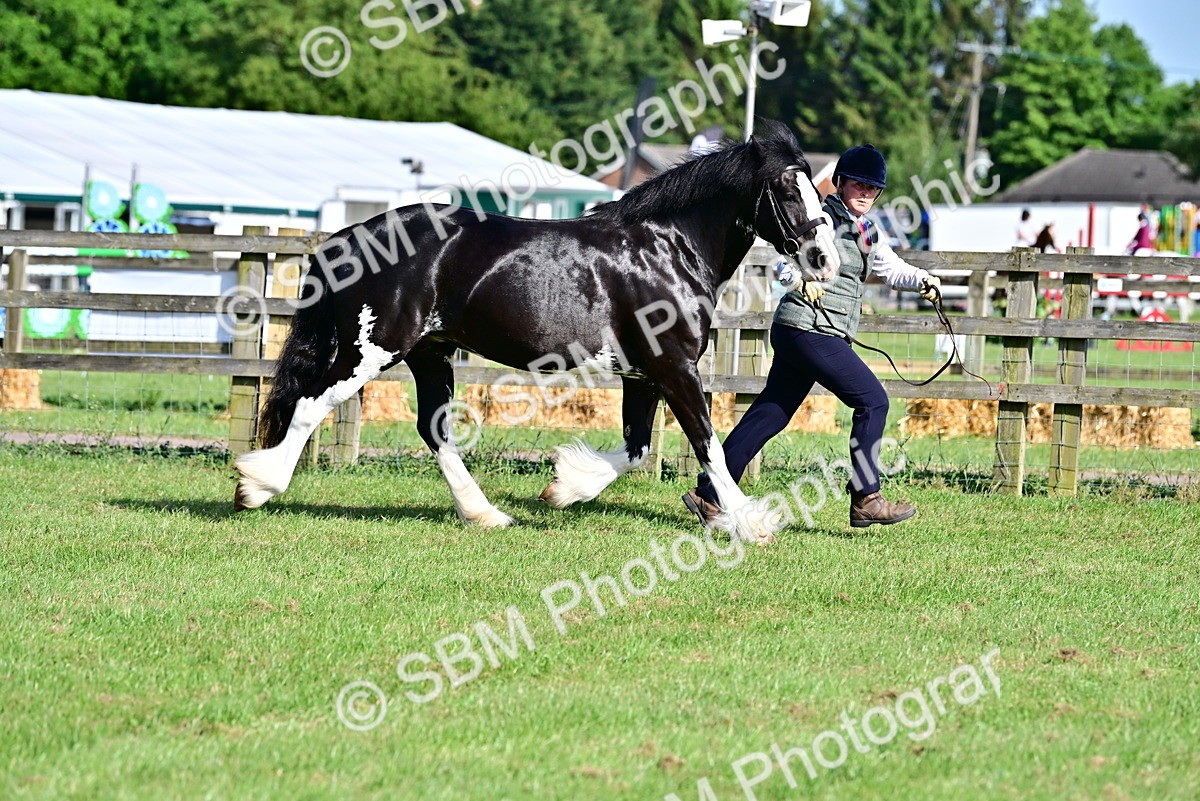 SBM_10098 - Class 63-65 - Traditional Gypsy Cobs In Hand & Ridden